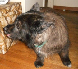 Fox's dog Suzy