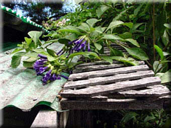 The Silvestro garden